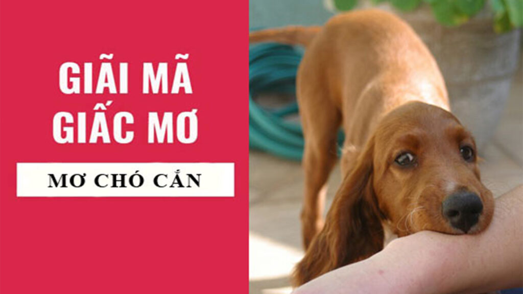 Mơ thấy chó cắn đánh gì cho hợp lý?
