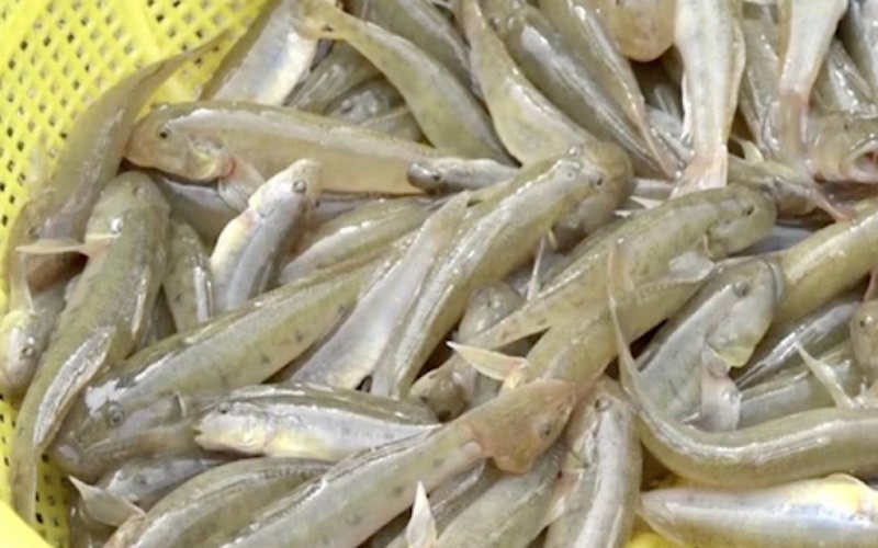 Mơ thấy cá bống đánh gì