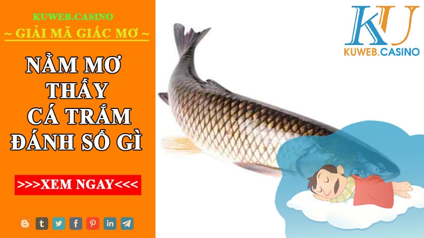 Giải mã giấc mơ cá trắm, mơ thấy cá trắm đánh gì?